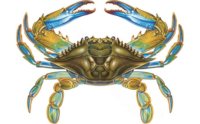 NPT PORC-BC57 11″ x 8″ Blue Crab Tile